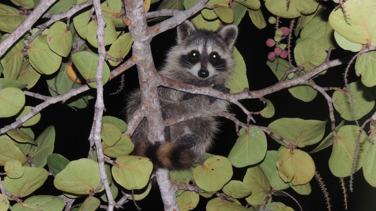 El mapache se ha adaptado a vivir cerca de los humanos y es considerada una especie exótica invasora.