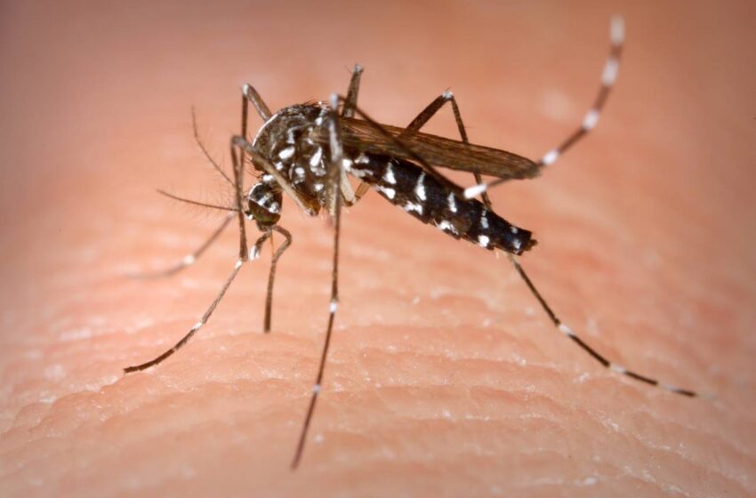  Gobierno afirma ha impactado a dos millones trescientos mil dominicanos en jornada contra el dengue