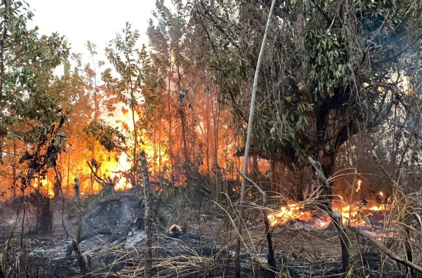  Bomberos forestales trabajan para controlar incendio en área recreativa Loma Guaigüí, en La Vega