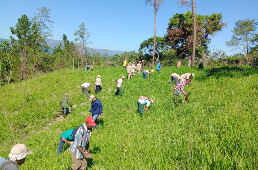  Plan Nacional de Reforestación ha plantado más de 600 mil árboles en Dajabón y Restauración 